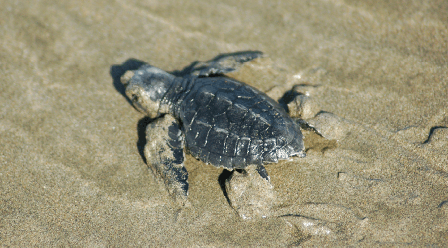 Playa Grande & Tortugas Baulas